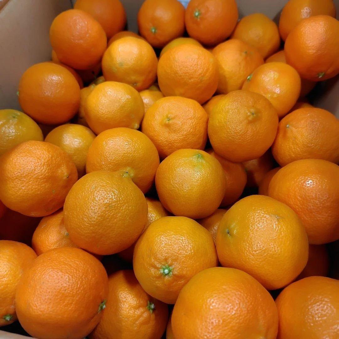 【ꕤ391】熊本県産 赤姫レモン 20kg（国産レモン）