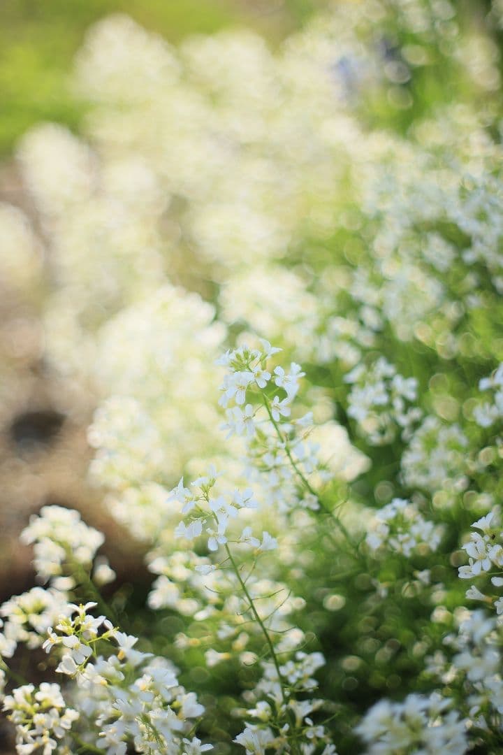 《希少》carenar 55mm F1.8（M42）PETRI製OEM【良品】