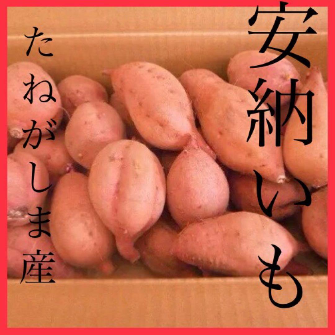 種子島産安納芋　MSサイズ20kgさつまいもの王道です　焼き芋でおやつに#5