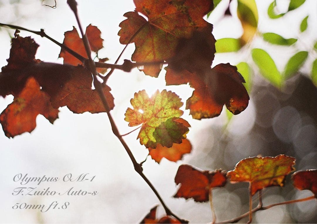 ★完動品＊美品＊初期保証付★OLYMPUS OM-1／f1.8レンズ★本革外装！