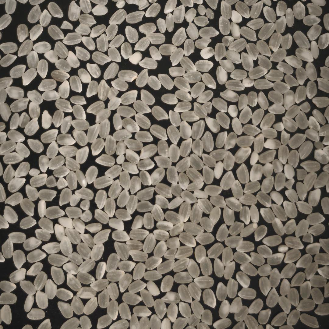 米屋直送 令和7年産 しっかり粒感オリジナルブレンド 白米 10kg 未検査米