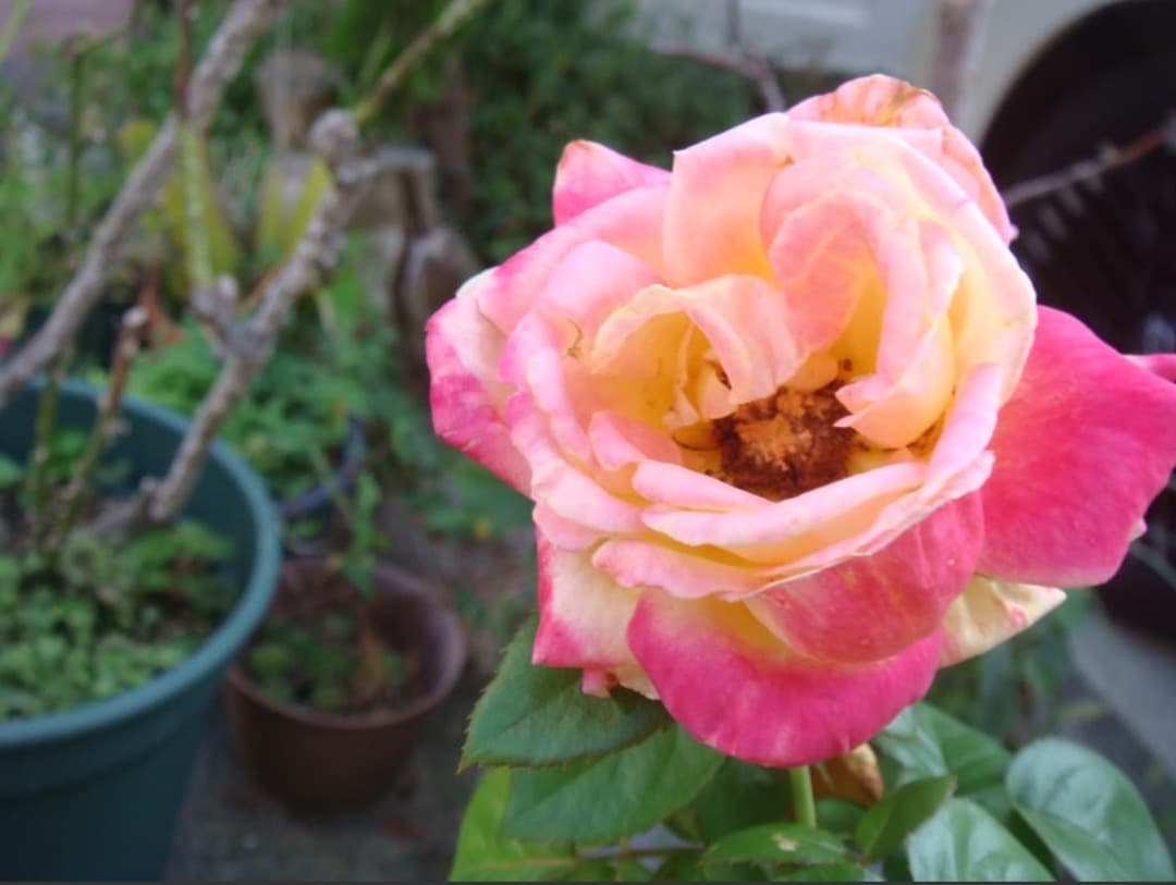 実写美⭕️【動作確認済み】SONY ソニー　Cyber-shot DSC-T70