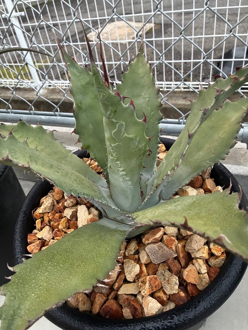 ゆうさん専用ワコマヒーロファンサ