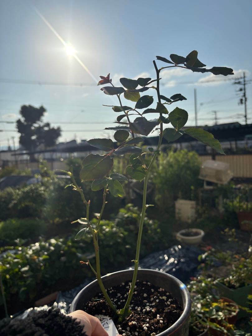 専用　和バラ　バラ苗　2苗