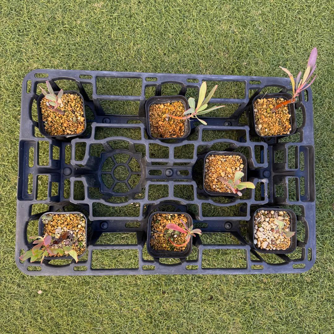 プロテア　スペシャルピンクアイス　or　ピンクアイス　挿木　発根済み　7株セット