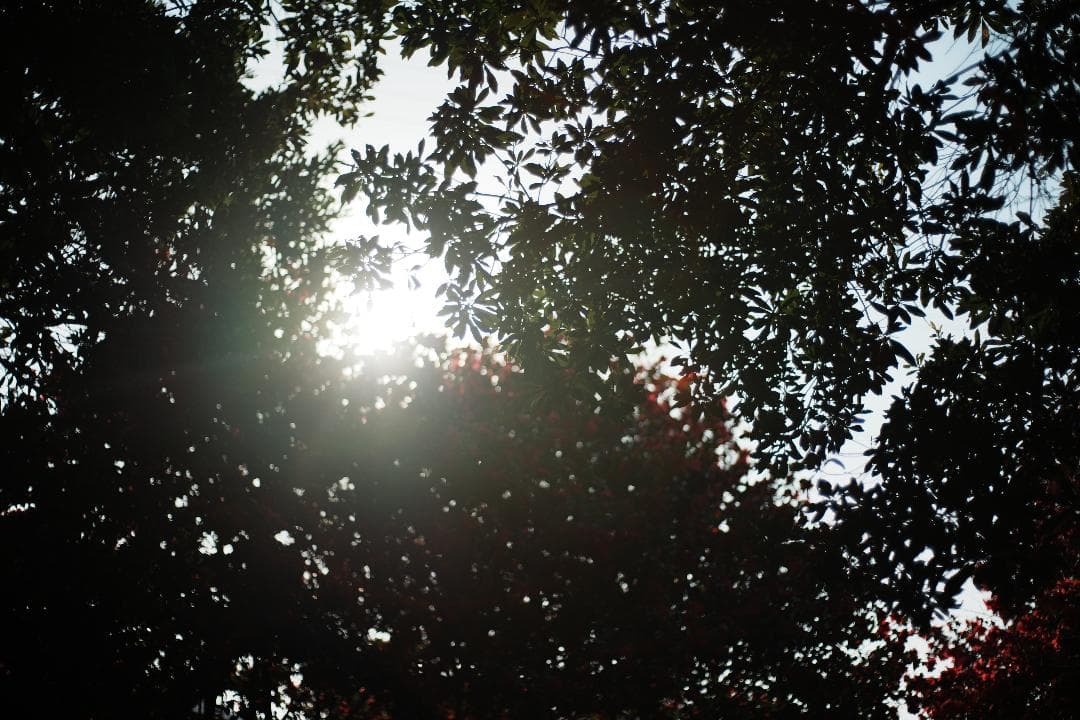 【整備＆テスト済】Nikon Ai-s Nikkor 50mm f1.8 506