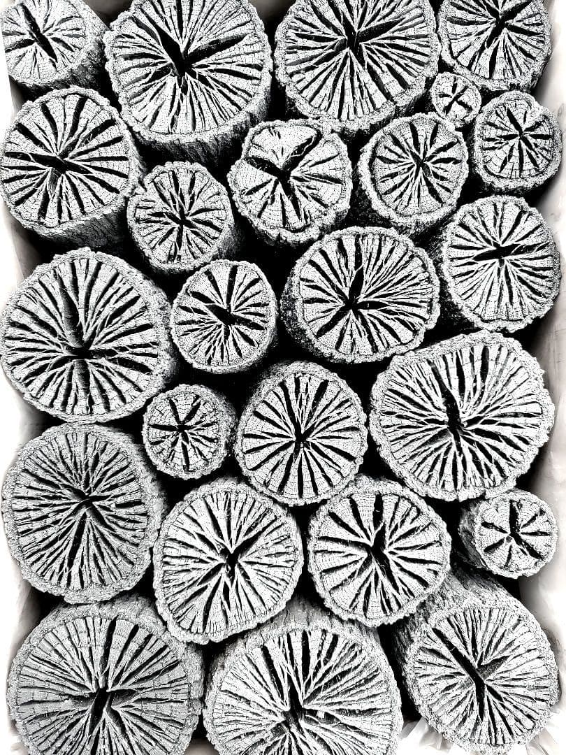 たーちん⑥【 伊予の切炭 】太め菊炭特選×2箱