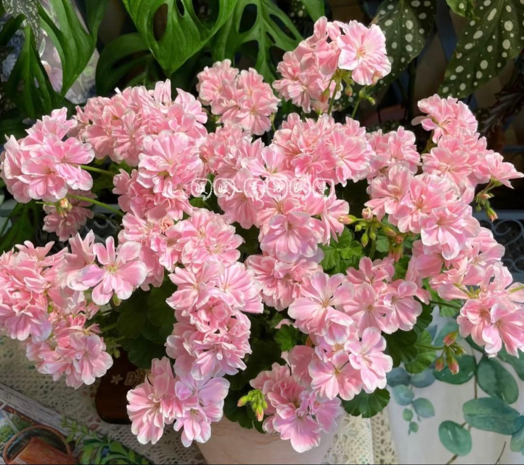 専用リンク　蕾付き　日本初ゼラニウム　希少品種ゼラニウム