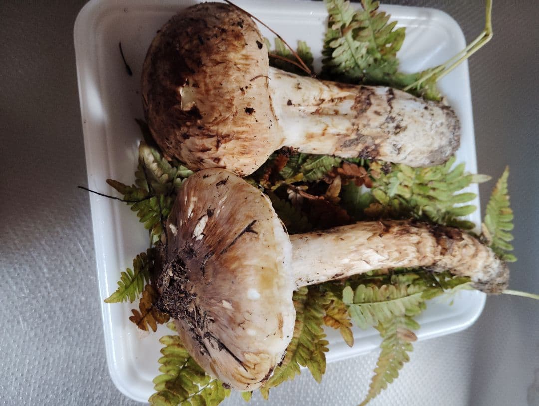 岩手県産松茸　200グラム　国産松茸