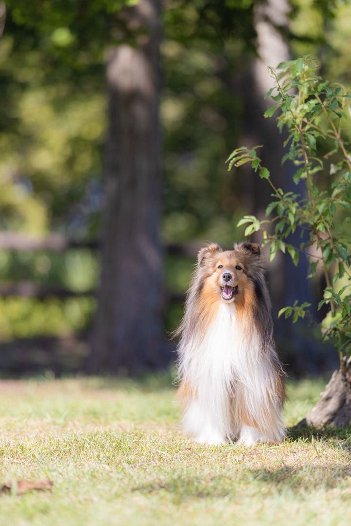 Canon EOS R 純正バッテリーグリップ付き