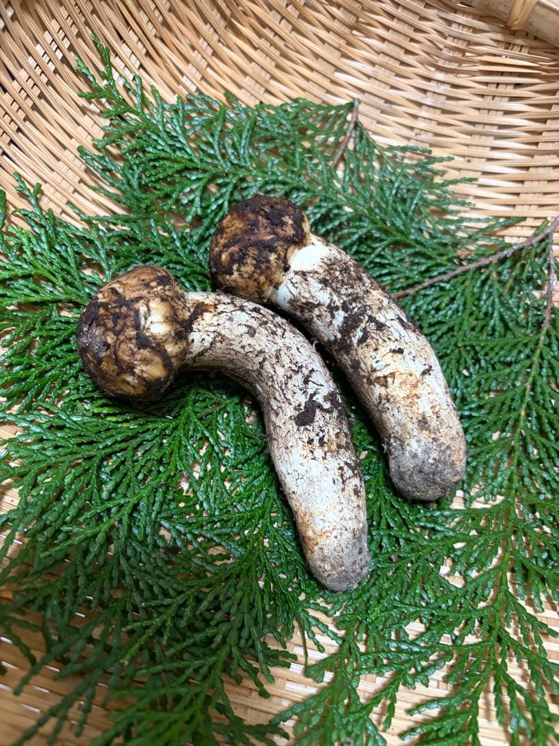 国産松茸　　150g 徳島県産