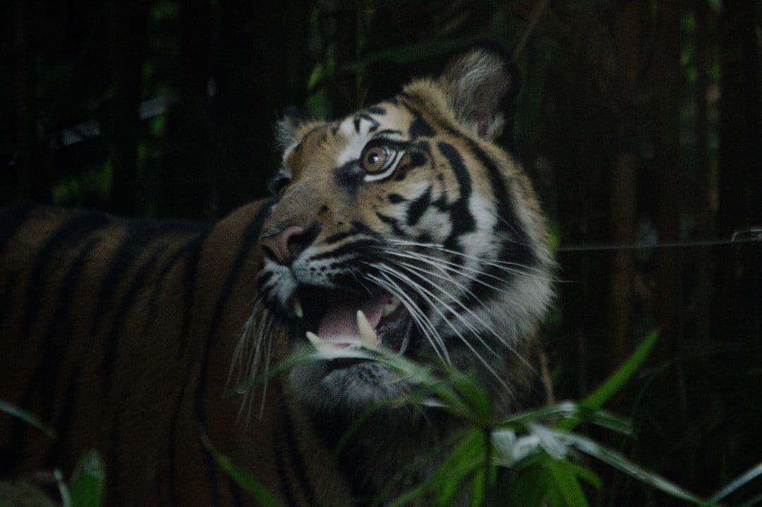 sigma DG 150-500 5-6.3　ニコン Fマウント　超望遠　望遠