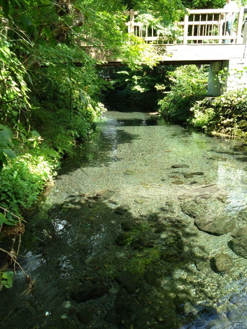 令和7年 自然栽培米 イセヒカリ 10kg 玄米