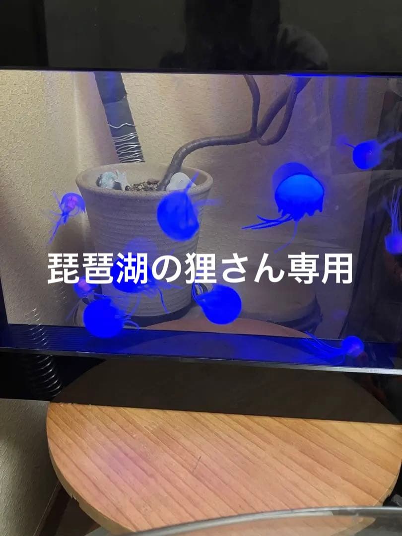 クラゲ　アクアリウム