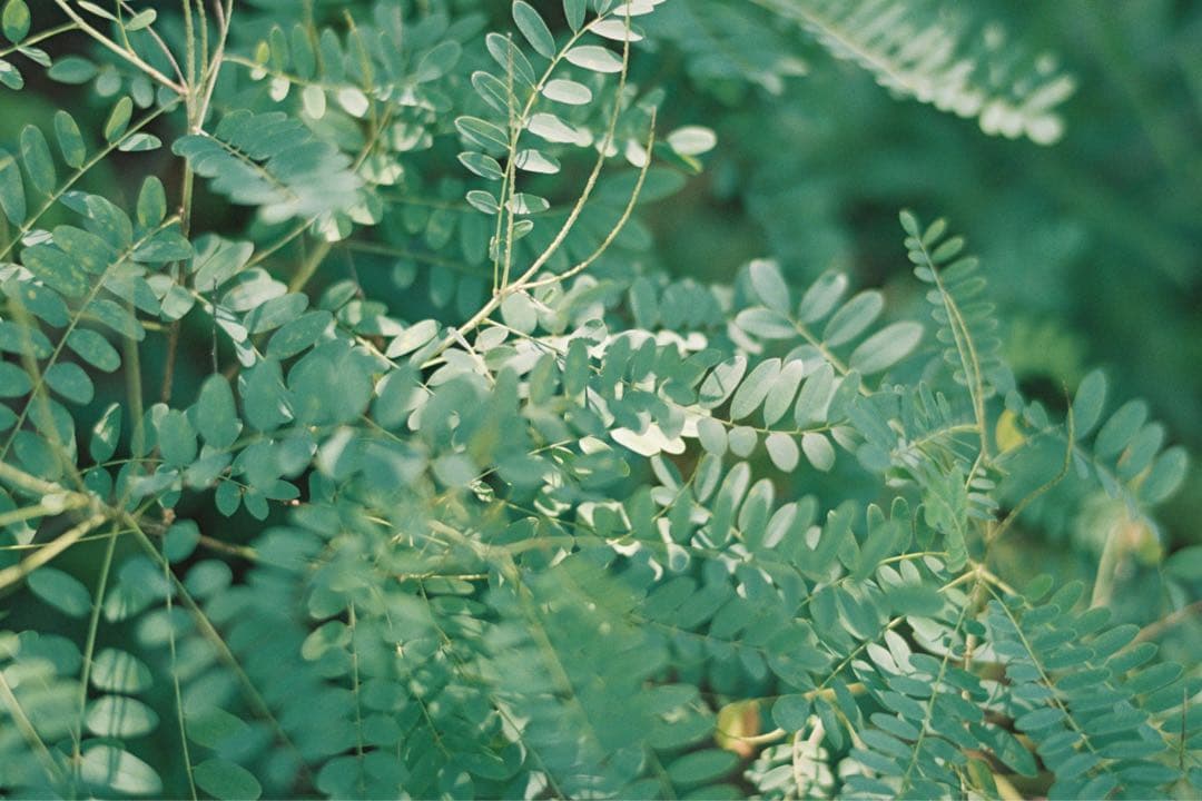 【撮影済み】Canon T90 レンズ付き 一眼レフフィルムカメラ