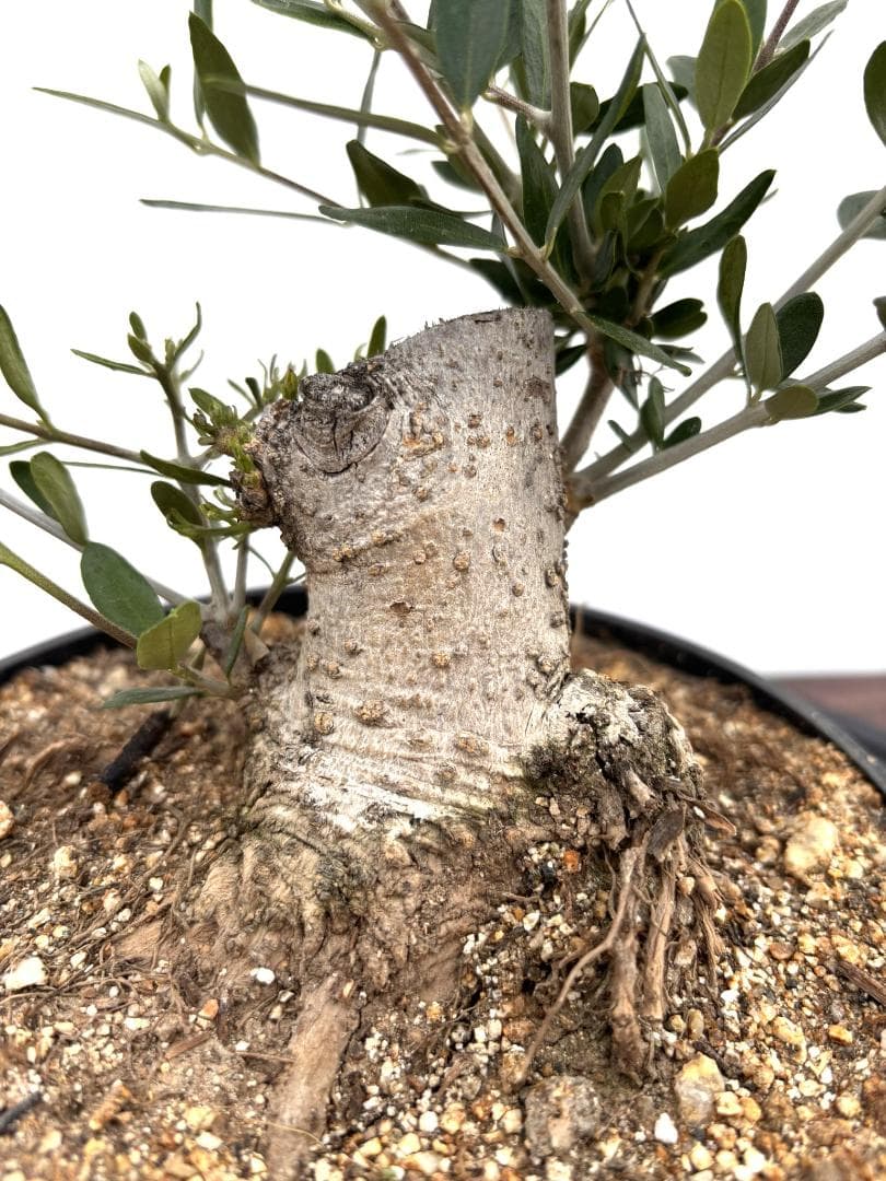 オリーブの木　盆栽風　ルッカ　6号　約22cm　NO.789　人気品種　現品掲載