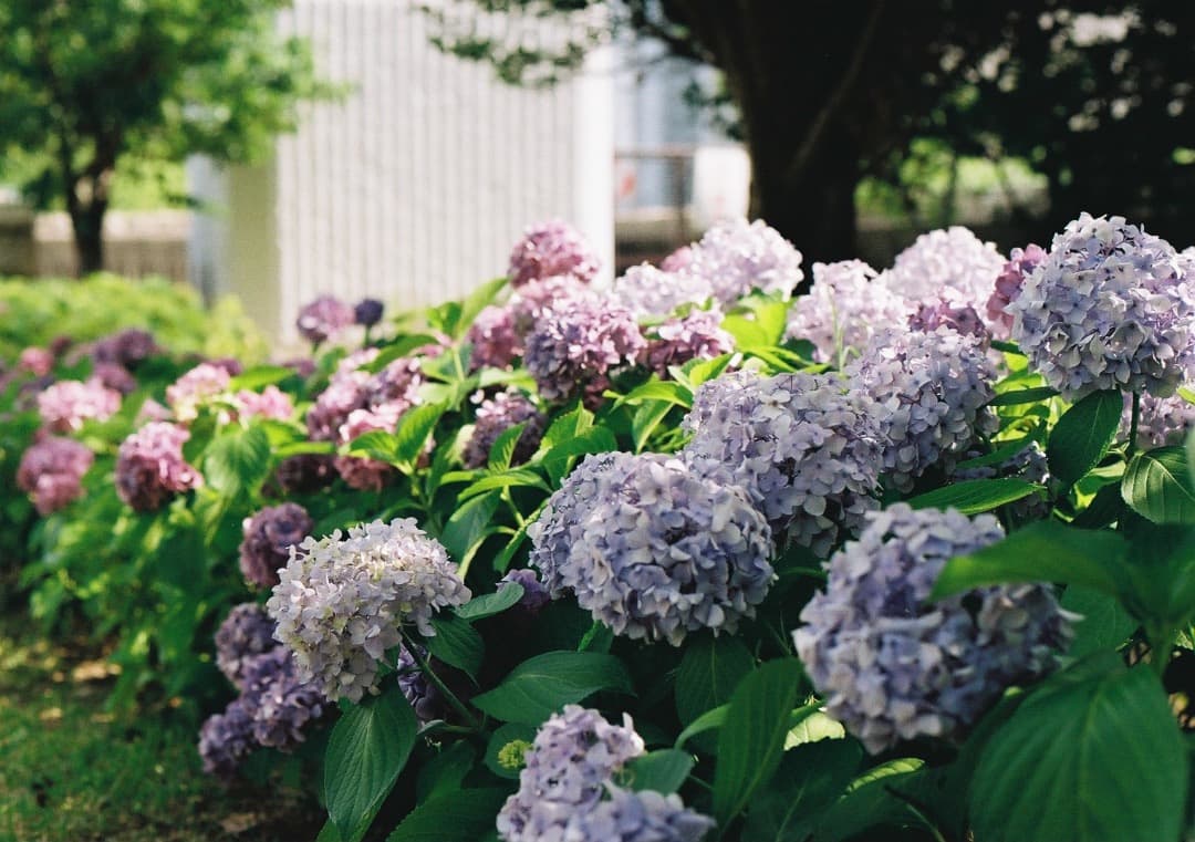 動作品・実写確認済 Canon EOS 5 QD＋EF 50mm f1.8Ⅱ