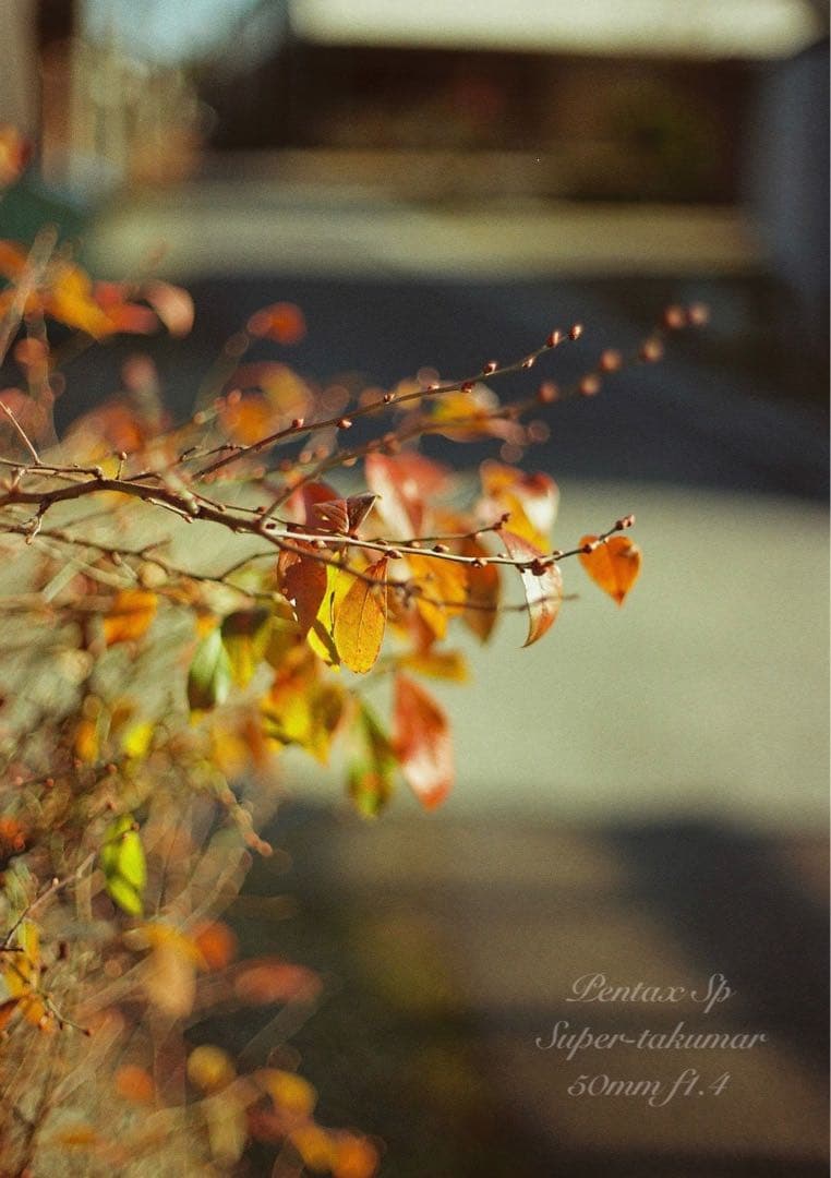 美品＊完動品★Pentax Sp★ダブルレンズセット★初期保証＊作例多数＊入門に