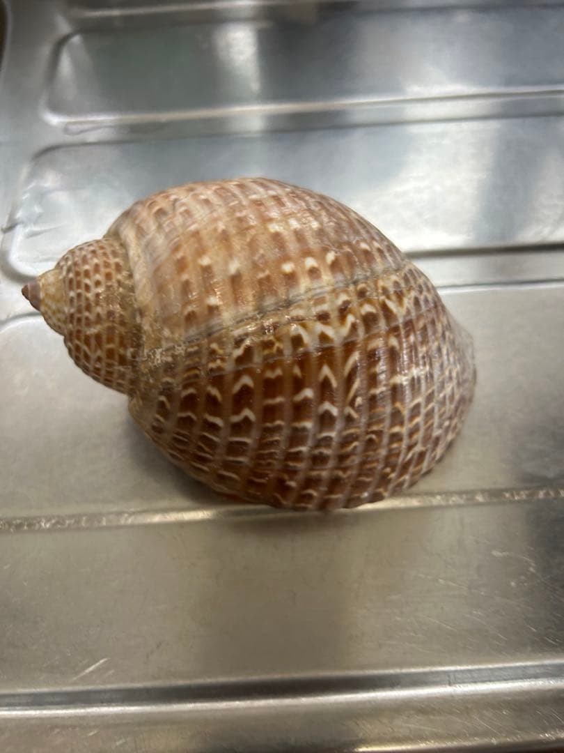 超特大タカラ貝11x7x6cm 特大ヤツシロ貝15x10x7cm