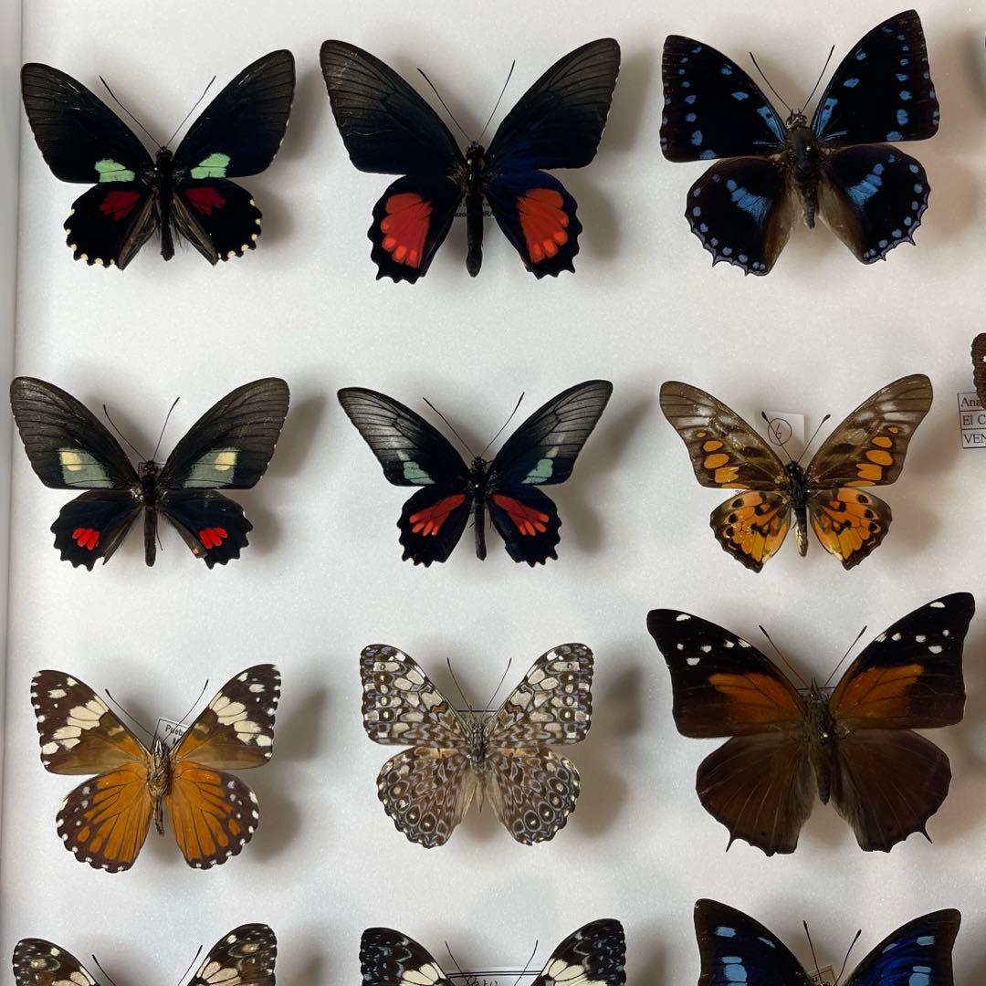 蝶の標本 30匹額装