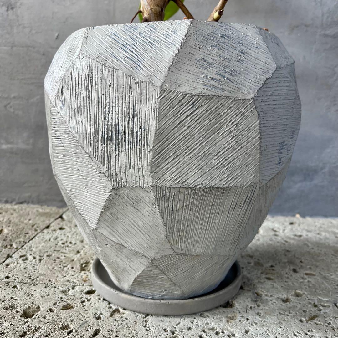 特大　フィカス アルテシマ　曲がり仕立て　9号　陶器鉢　植え込み発送