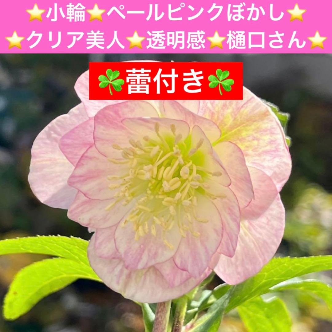 ヒ*イ様 ☘️蕾付き☘️3317⭐️小輪⭐️ペールピンクぼかし⭐️クリア美人⭐️