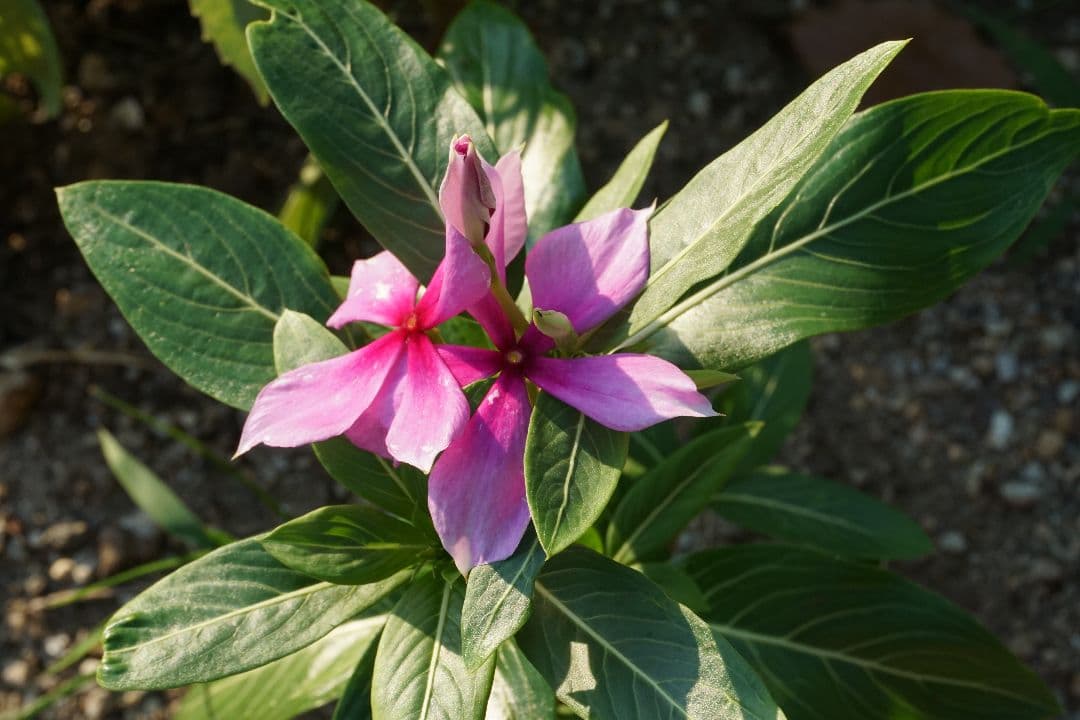 【美品】SONY　a6000　16-50 キットレンズ　セット