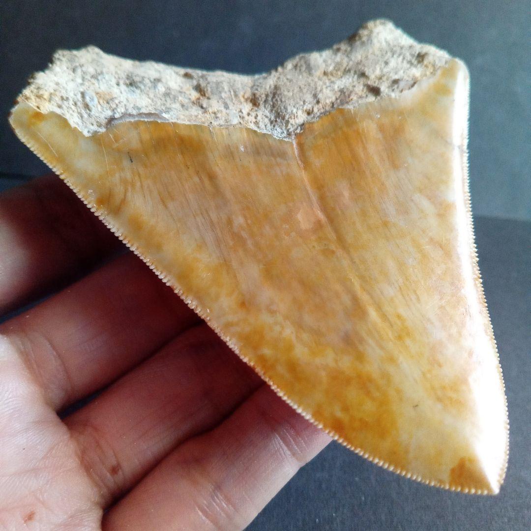 サメの歯化石　インドネシア産　メガロドン　上顎の幅広歯