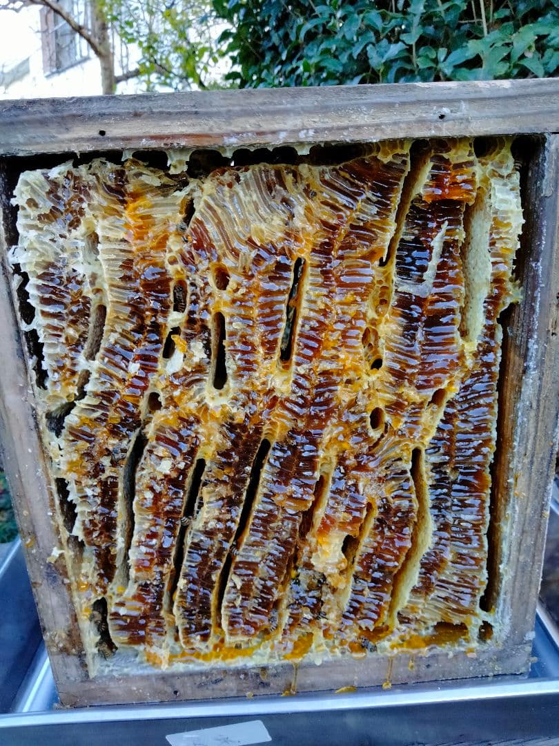 日本蜜蜂　百花蜜　600g×2　天然非加熱　　　ハチミツ　味比べセット 1