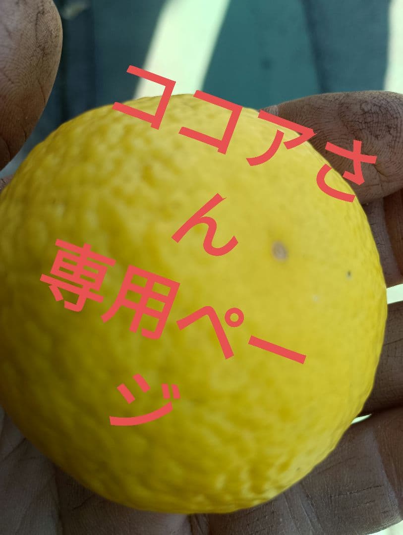 ココアさん専用ページ湘南ゴールド、20キロ