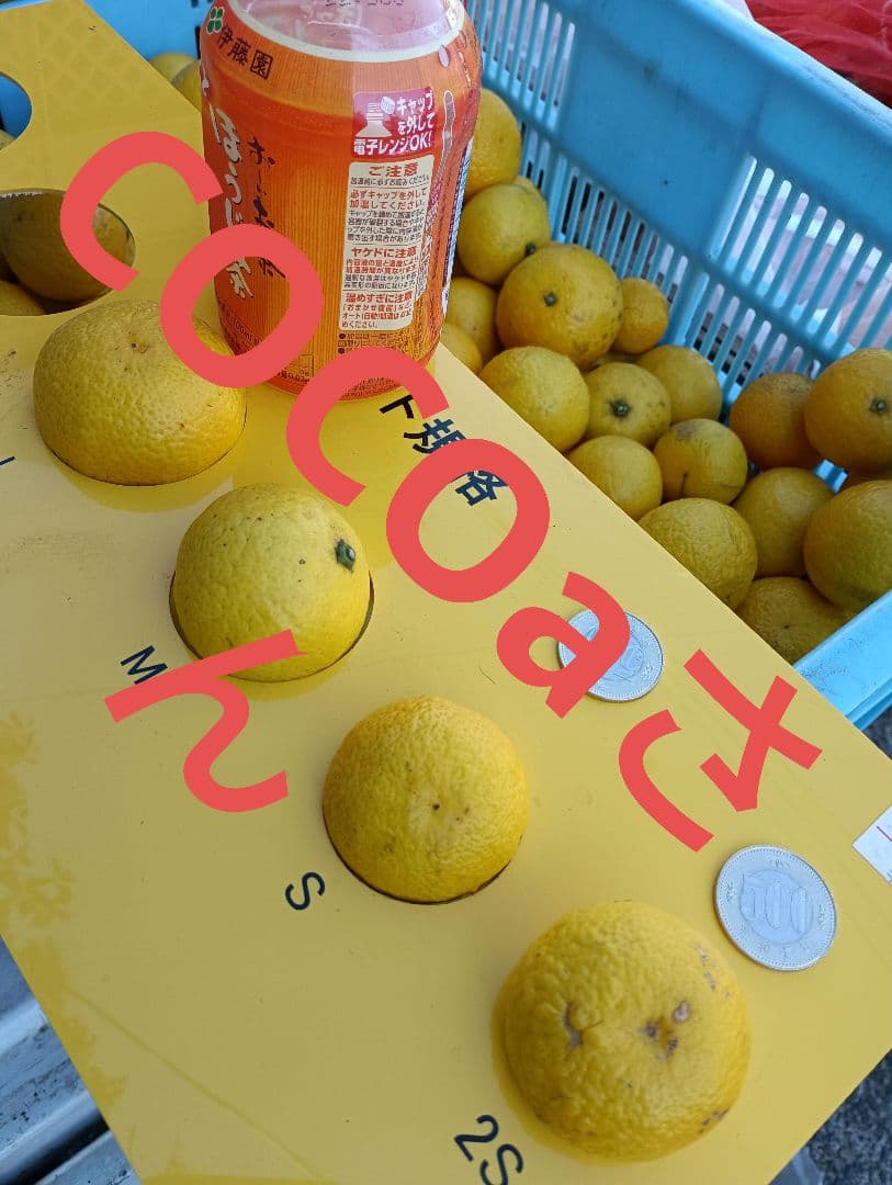 ココアさん専用ページ湘南ゴールド、20キロ