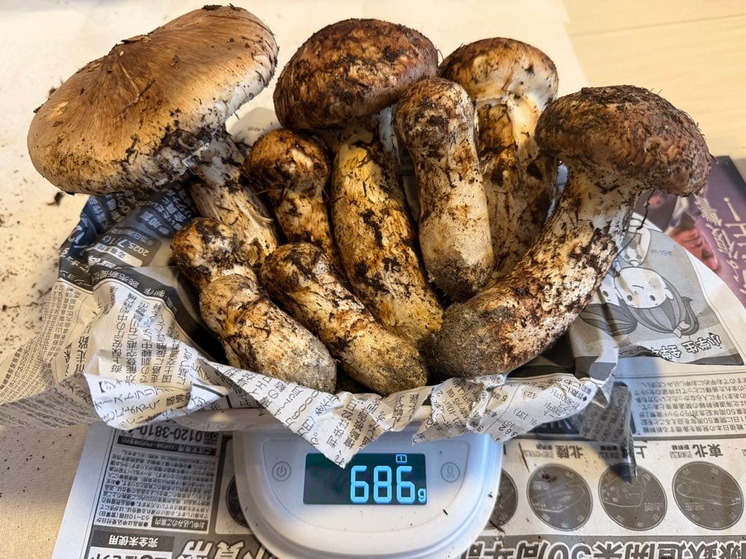 特大つぼみ　開きセット売り　長野県　信州松茸686g