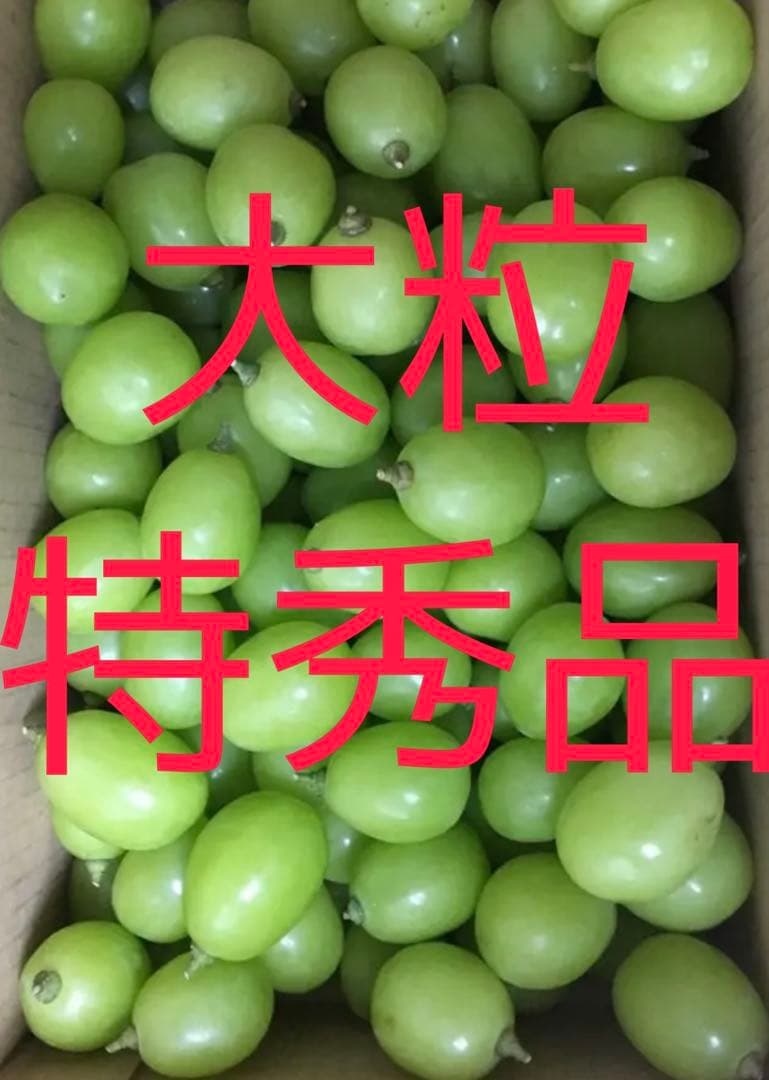 シーズンラスト！特秀品大粒シャインマスカット 3キロ 摘み落とし 高級品種