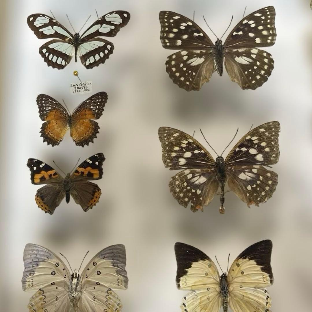蝶標本各種　ドイツ箱入り