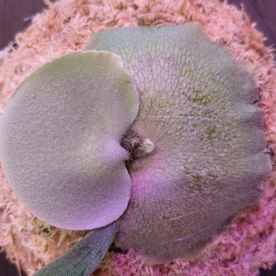 わ*ち様 【1株限定出品】P.FSQ 'Dwarf' oc/ビカクシダ