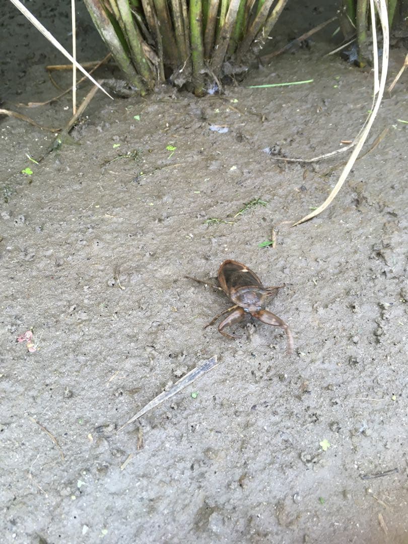 【れんげ米　玄米10.0kg コシヒカリ又はあさひの夢】　栽培期間中農薬不使用