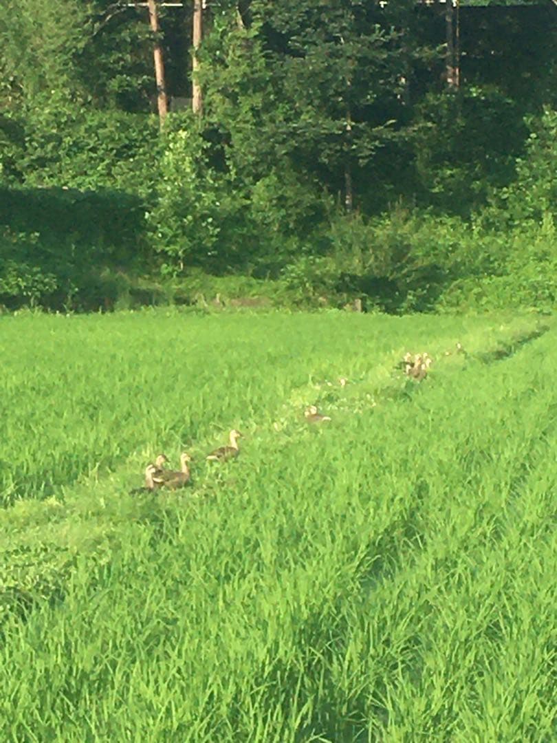 【れんげ米　玄米10.0kg コシヒカリ又はあさひの夢】　栽培期間中農薬不使用