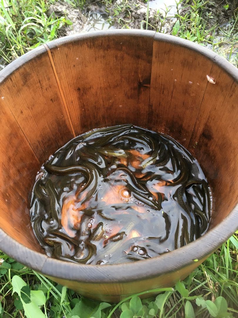 【れんげ米　玄米10.0kg コシヒカリ又はあさひの夢】　栽培期間中農薬不使用