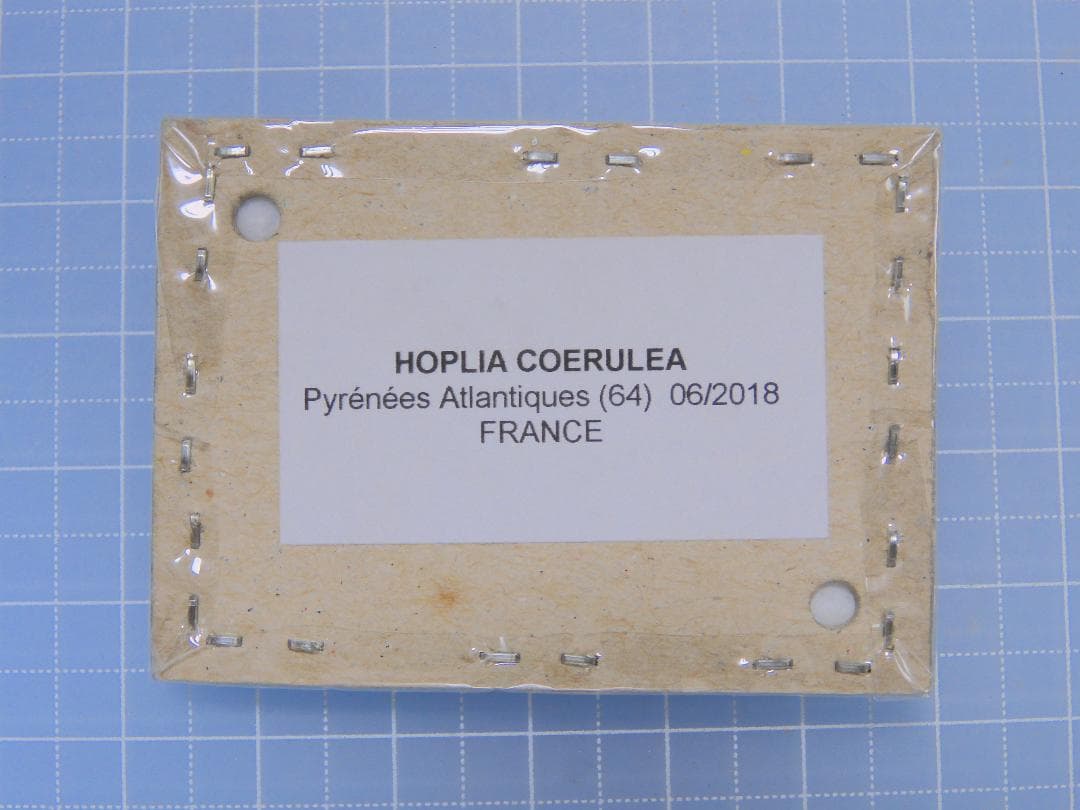 フランス産　アシナガコガネセット1