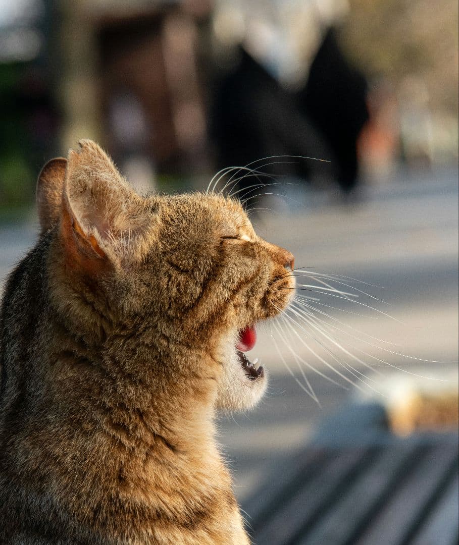 【Nikon D850 / 動作良好 / 付属品セット/作例】 一眼レフ ボディ