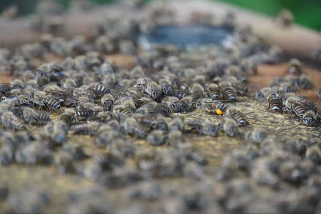 はちみつ　日本蜜蜂のハチミツ　奥山の奥の蜂蜜と花粉入りハチミツ