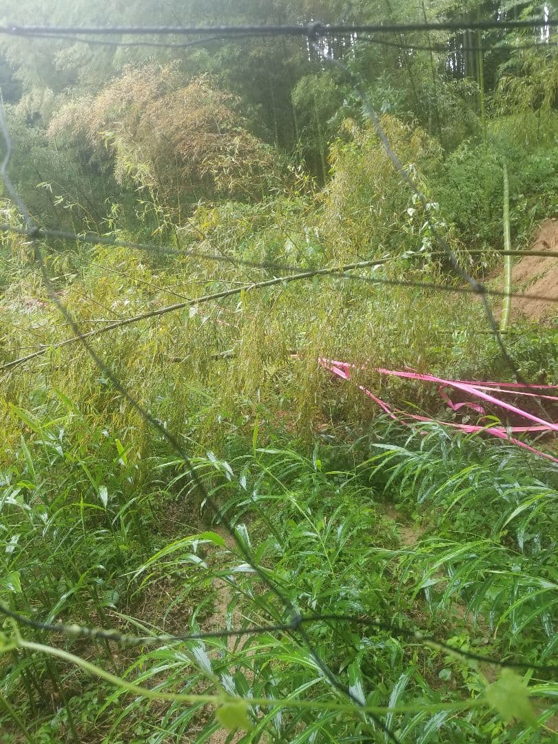 yukinko33　古根生姜 農薬肥料不使用　5kg