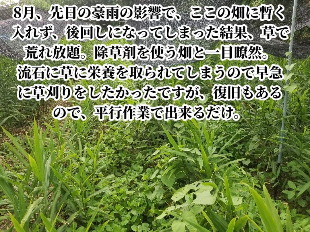 yukinko33　古根生姜 農薬肥料不使用　5kg