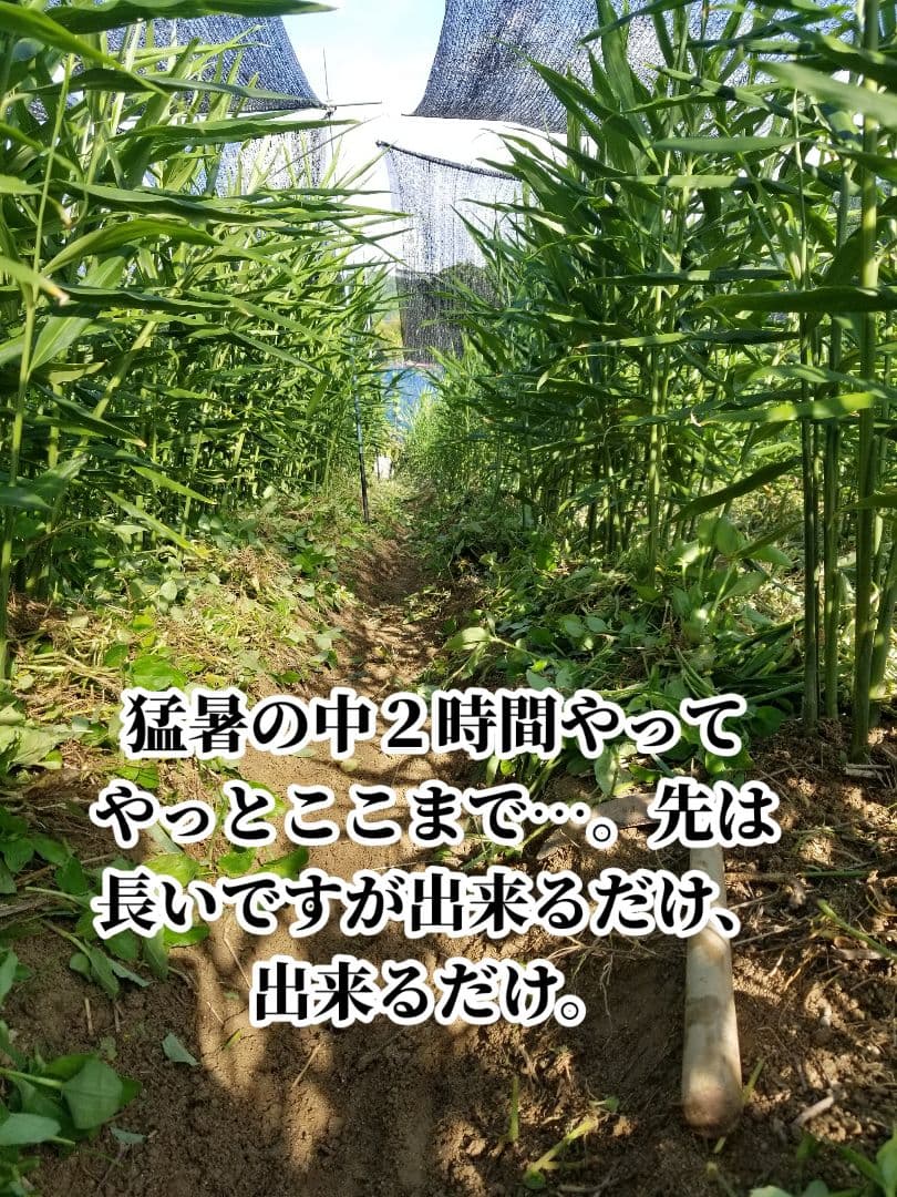 yukinko33　古根生姜 農薬肥料不使用　5kg
