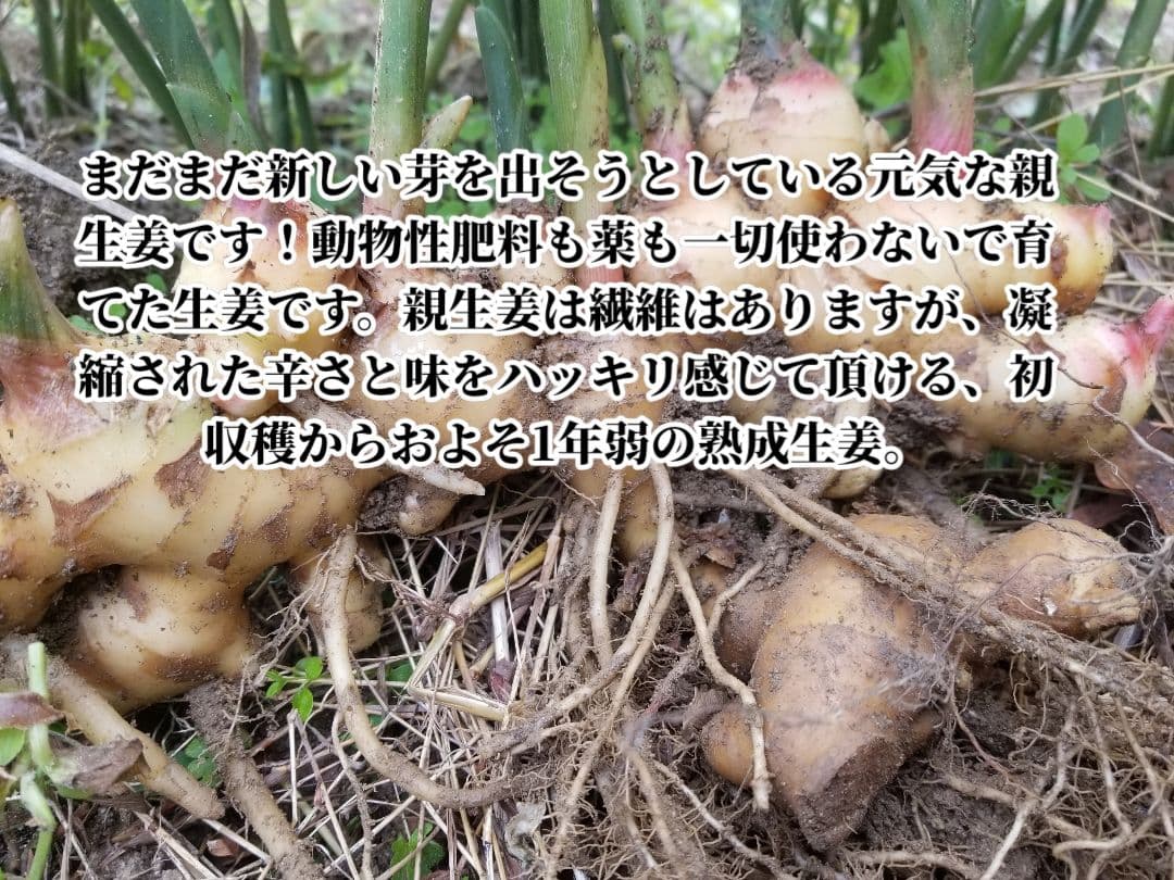 yukinko33　古根生姜 農薬肥料不使用　5kg