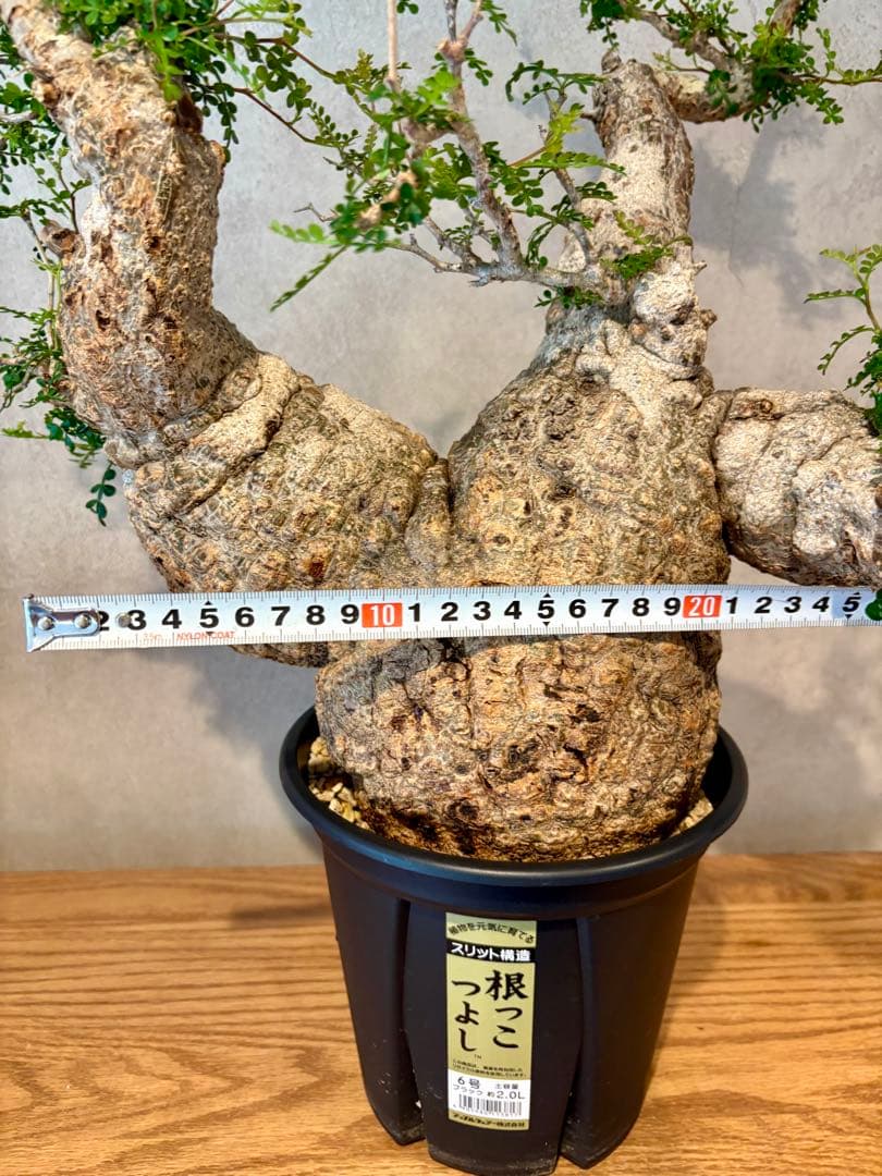 【お正月セール　塊根１５cm】オペルクリカリア　パキプス　発根済み