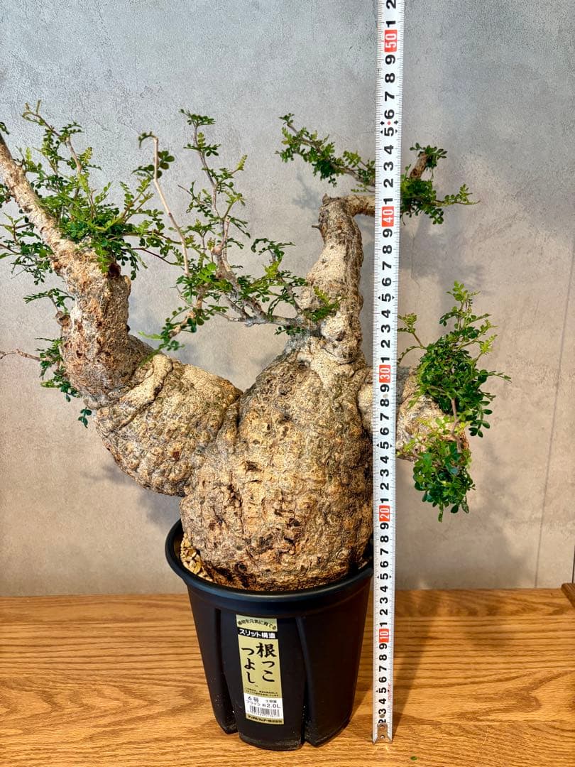 【お正月セール　塊根１５cm】オペルクリカリア　パキプス　発根済み