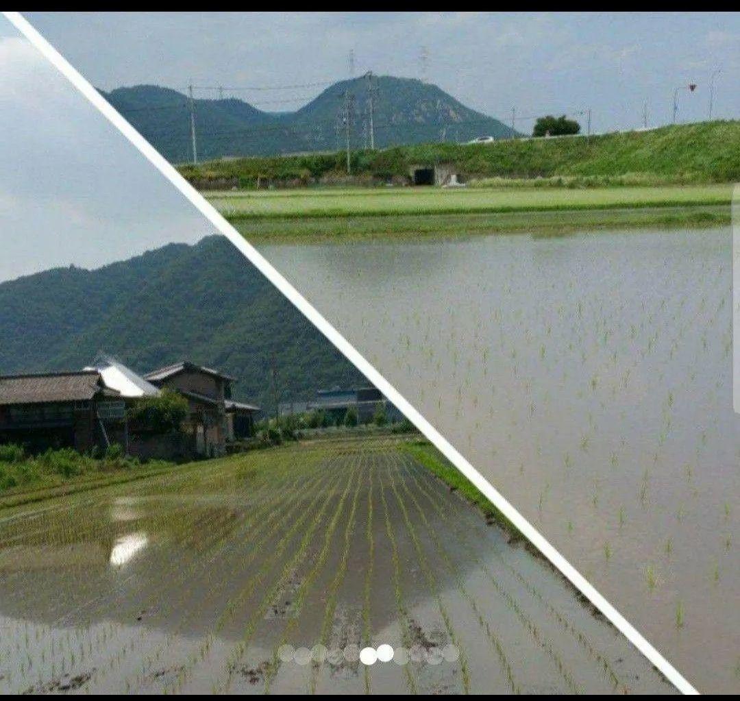 岡山県産　朝日(無洗米)10㎏