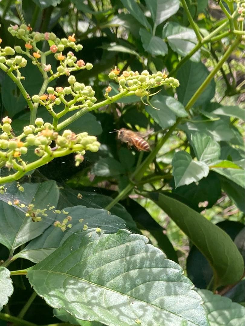 あやたん　ニホンミツバチ　巣蜜　コムハニ　935g