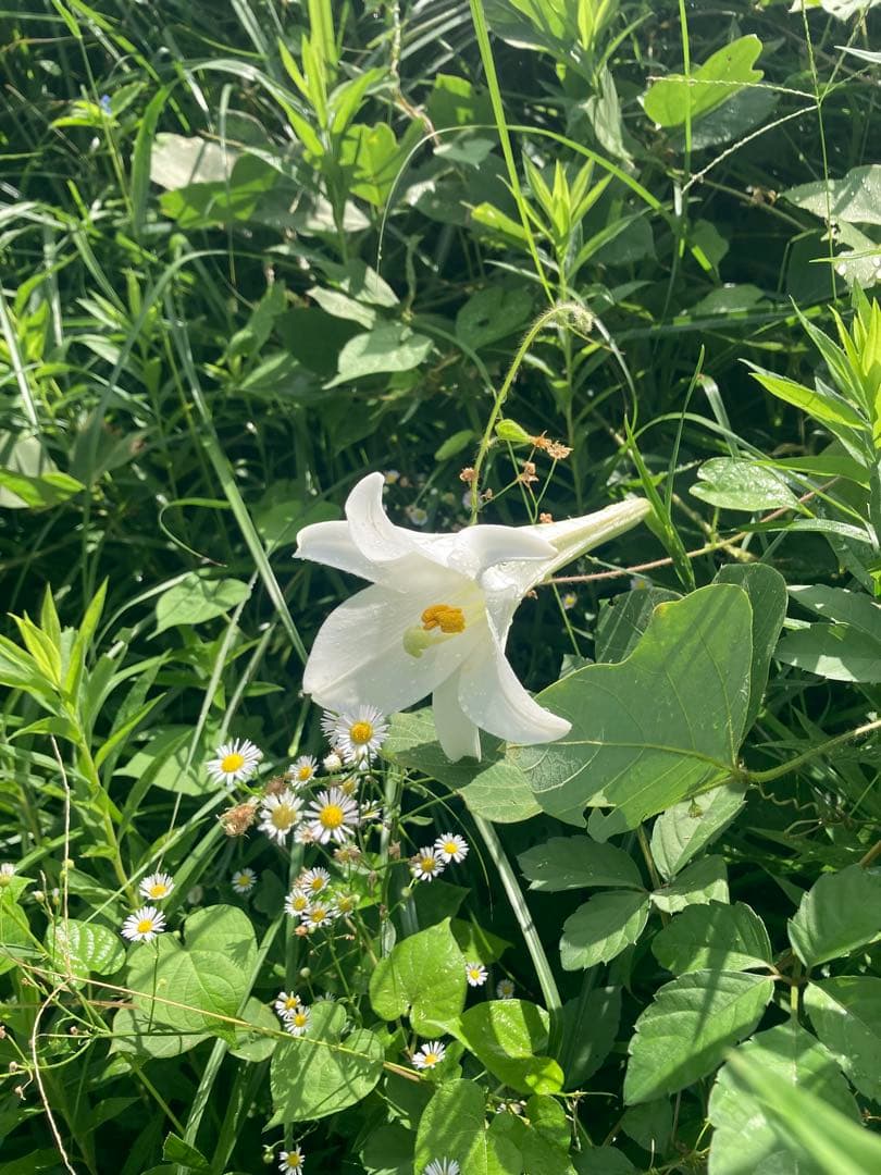 あやたん　ニホンミツバチ　巣蜜　コムハニ　935g